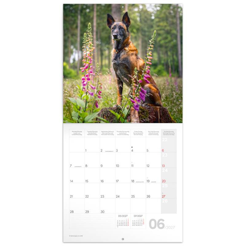 NOTIQUE Grid calendar Dogs 2027, 30 x 30 cm NOTIQUE Grid calendar Dogs 2027, 30 x 30 cm