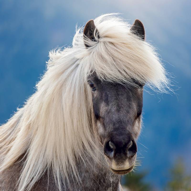 NOTIQUE Grid calendar Horses – Christiane Slawik 2027, 30 x 30 cm NOTIQUE Grid calendar Horses – Christiane Slawik 2027, 30 x 30 cm