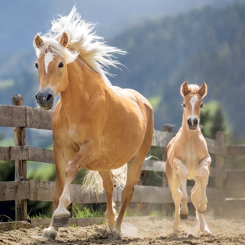 NOTIQUE Grid calendar Horses – Christiane Slawik 2027, 30 x 30 cm NOTIQUE Grid calendar Horses – Christiane Slawik 2027, 30 x 30 cm