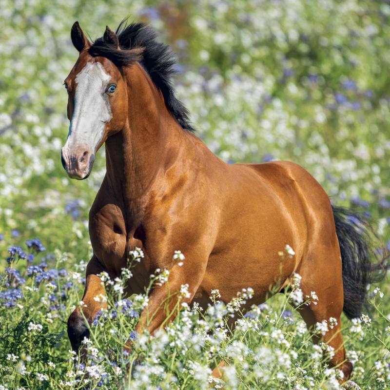 NOTIQUE Grid calendar Horses – Christiane Slawik 2027, 30 x 30 cm NOTIQUE Grid calendar Horses – Christiane Slawik 2027, 30 x 30 cm