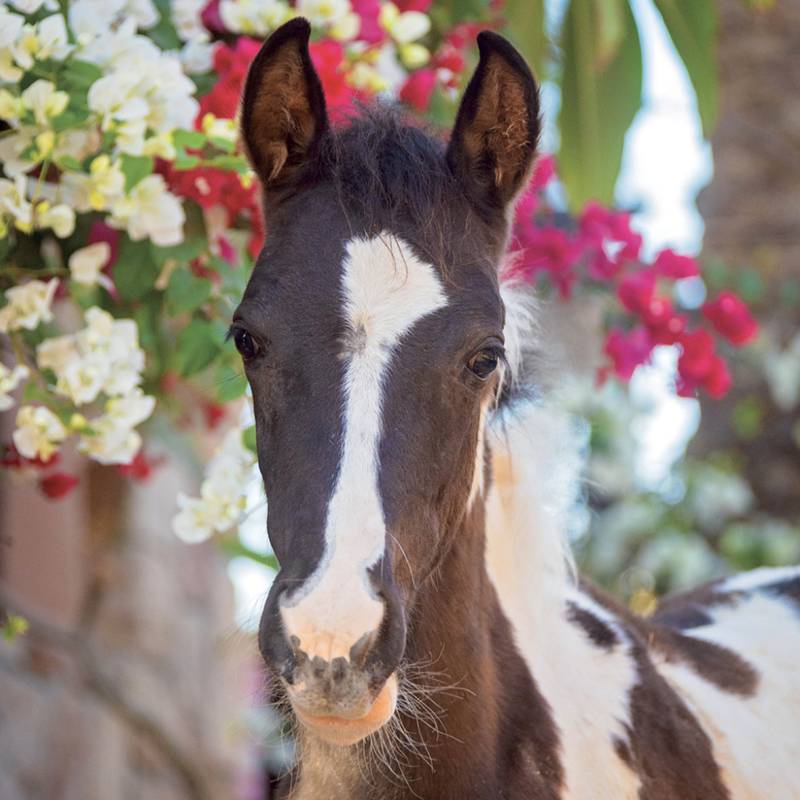 NOTIQUE Grid calendar Horses – Christiane Slawik 2027, 30 x 30 cm NOTIQUE Grid calendar Horses – Christiane Slawik 2027, 30 x 30 cm