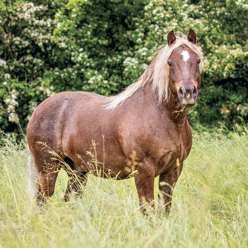 NOTIQUE Grid calendar Horses – Christiane Slawik 2027, 30 x 30 cm NOTIQUE Grid calendar Horses – Christiane Slawik 2027, 30 x 30 cm