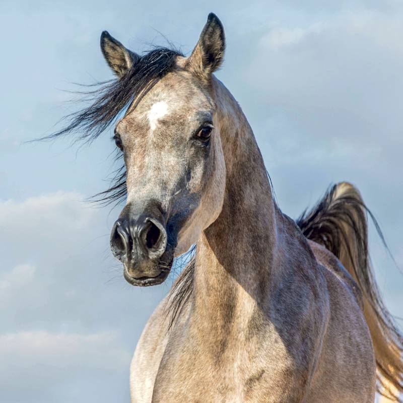 NOTIQUE Grid calendar Horses – Christiane Slawik 2027, 30 x 30 cm NOTIQUE Grid calendar Horses – Christiane Slawik 2027, 30 x 30 cm