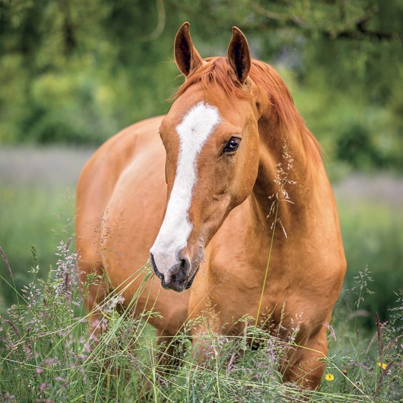 NOTIQUE Grid calendar Horses – Christiane Slawik 2027, 30 x 30 cm NOTIQUE Grid calendar Horses – Christiane Slawik 2027, 30 x 30 cm