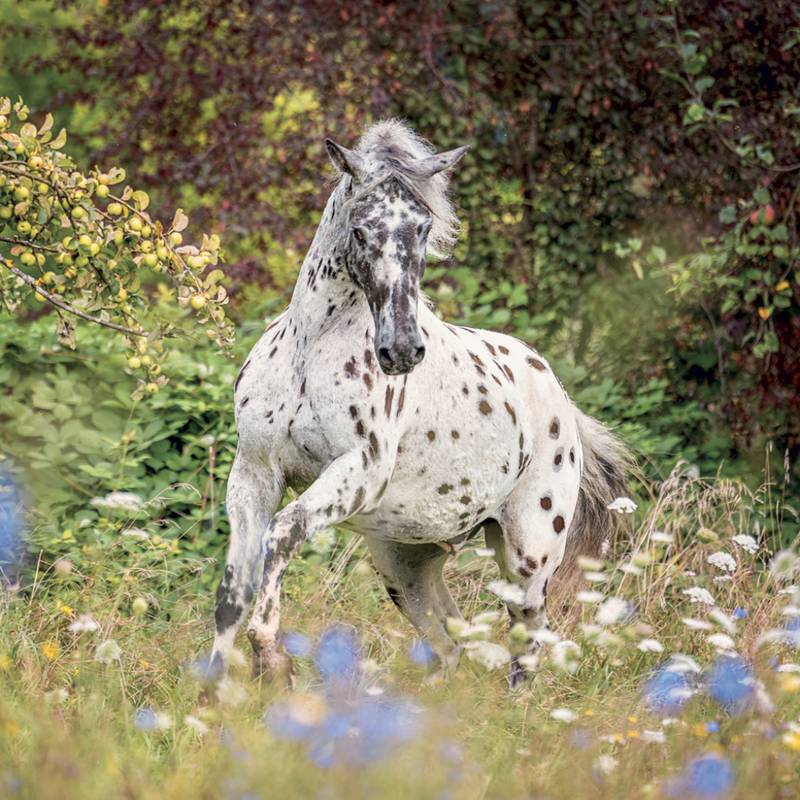 NOTIQUE Grid calendar Horses – Christiane Slawik 2027, 30 x 30 cm NOTIQUE Grid calendar Horses – Christiane Slawik 2027, 30 x 30 cm