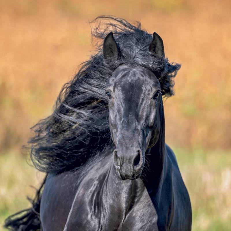 NOTIQUE Grid calendar Horses – Christiane Slawik 2027, 30 x 30 cm NOTIQUE Grid calendar Horses – Christiane Slawik 2027, 30 x 30 cm