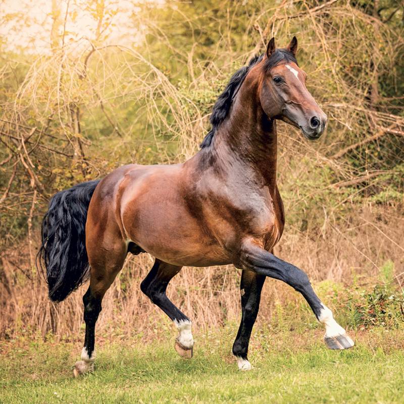 NOTIQUE Grid calendar Horses – Christiane Slawik 2027, 30 x 30 cm NOTIQUE Grid calendar Horses – Christiane Slawik 2027, 30 x 30 cm