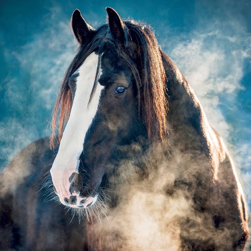 NOTIQUE Grid calendar Horses – Christiane Slawik 2027, 30 x 30 cm NOTIQUE Grid calendar Horses – Christiane Slawik 2027, 30 x 30 cm