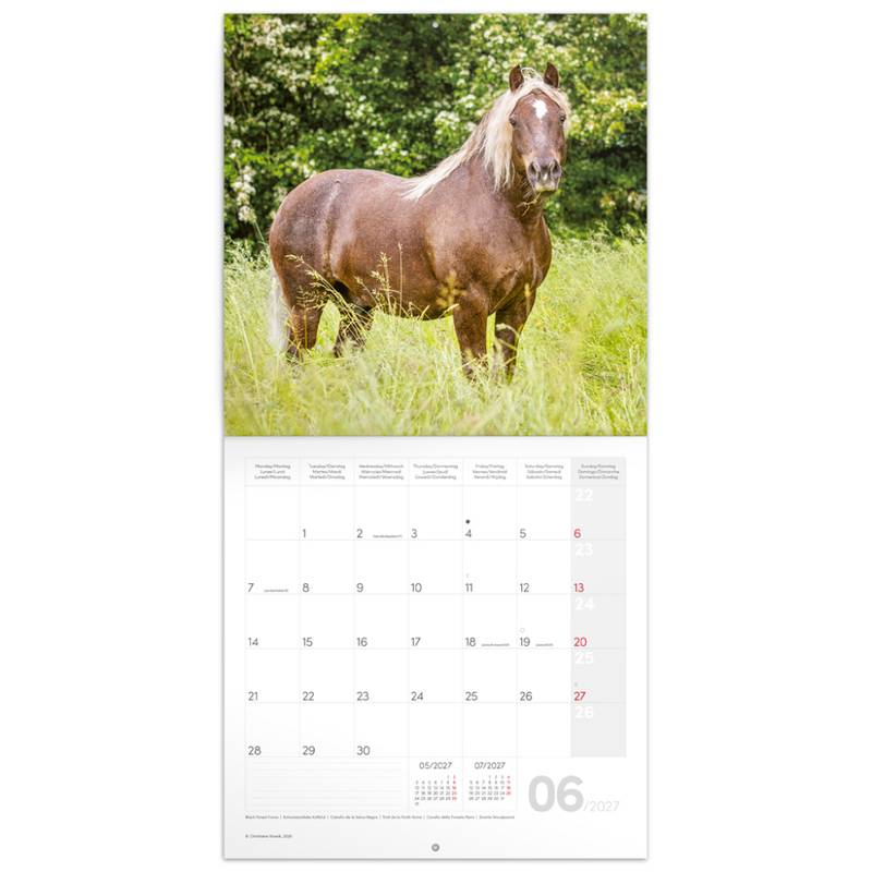 NOTIQUE Grid calendar Horses – Christiane Slawik 2027, 30 x 30 cm NOTIQUE Grid calendar Horses – Christiane Slawik 2027, 30 x 30 cm