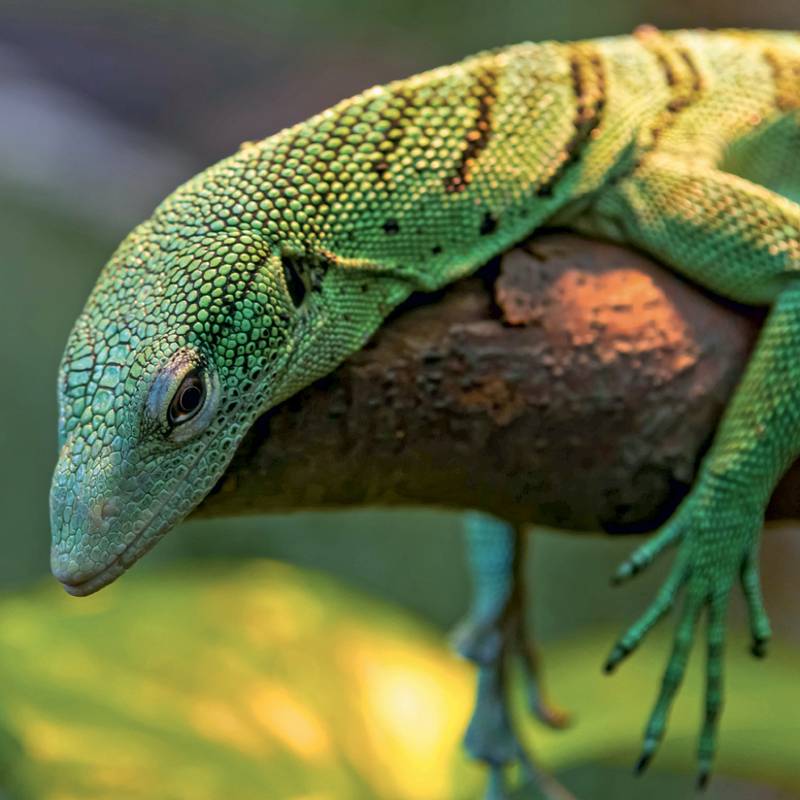 NOTIQUE Grid calendar Lizards 2027, 30 x 30 cm NOTIQUE Grid calendar Lizards 2027, 30 x 30 cm