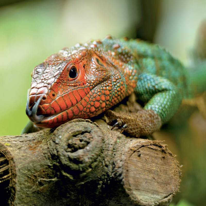 NOTIQUE Grid calendar Lizards 2027, 30 x 30 cm NOTIQUE Grid calendar Lizards 2027, 30 x 30 cm