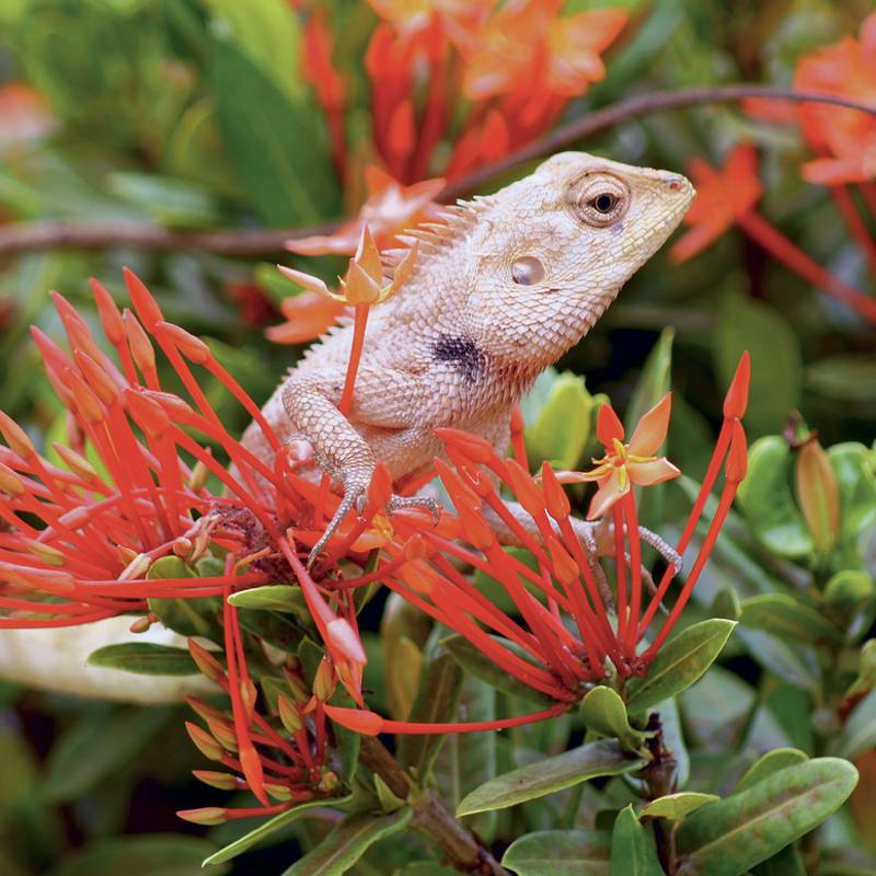 NOTIQUE Grid calendar Lizards 2027, 30 x 30 cm NOTIQUE Grid calendar Lizards 2027, 30 x 30 cm