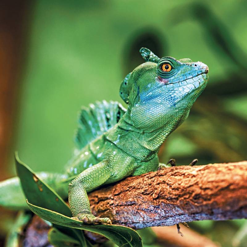 NOTIQUE Grid calendar Lizards 2027, 30 x 30 cm NOTIQUE Grid calendar Lizards 2027, 30 x 30 cm