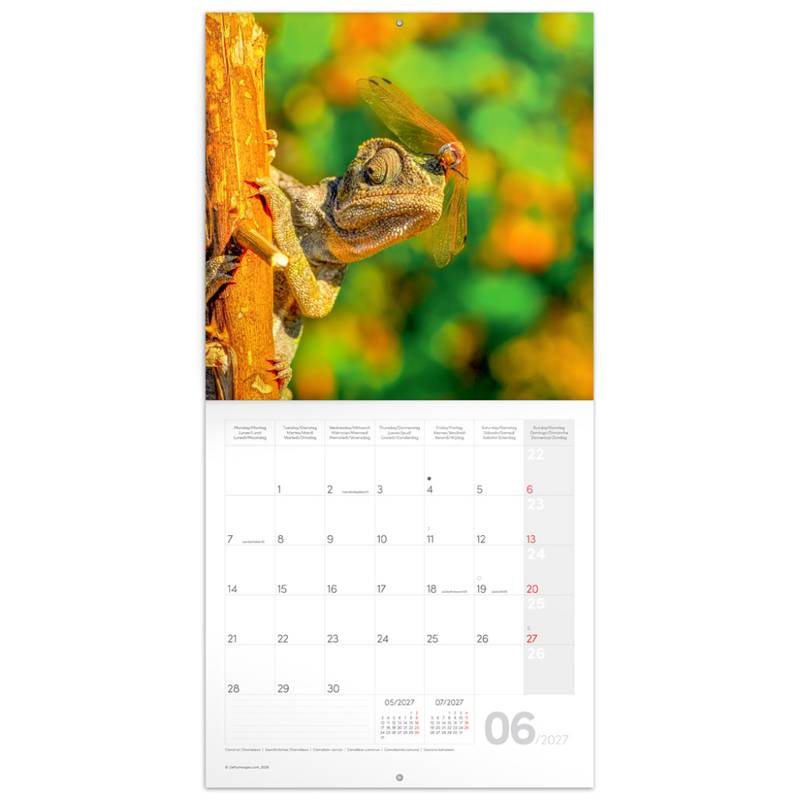 NOTIQUE Grid calendar Lizards 2027, 30 x 30 cm NOTIQUE Grid calendar Lizards 2027, 30 x 30 cm
