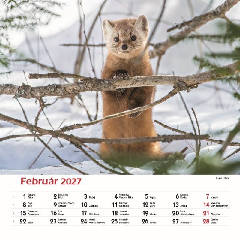 Nástenný kalendár Les a jeho príbehy 2027 Nástenný kalendár Les a jeho príbehy 2027