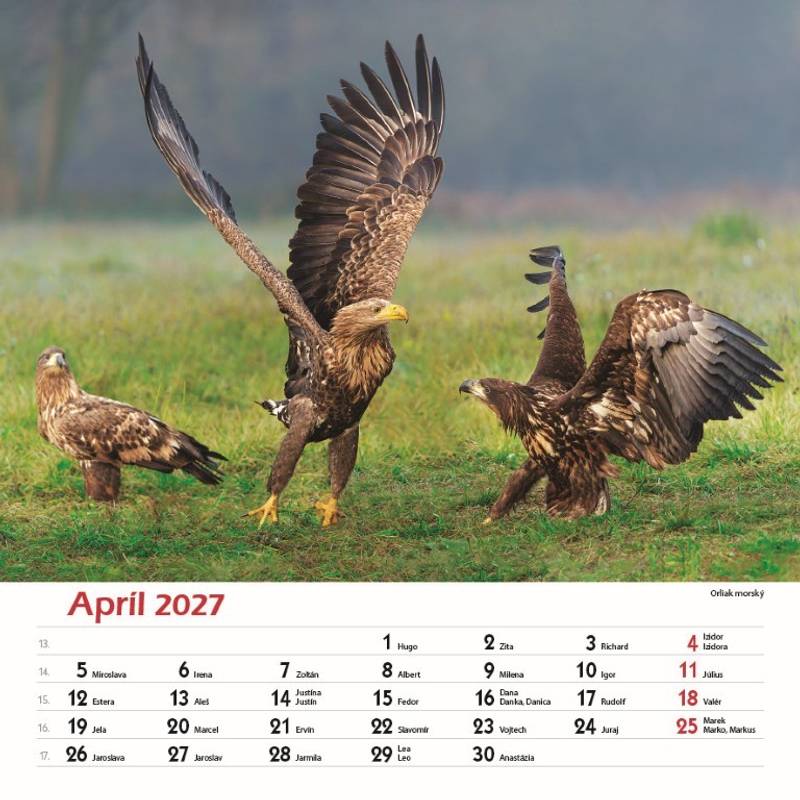 Nástenný kalendár Les a jeho príbehy 2027 Nástenný kalendár Les a jeho príbehy 2027