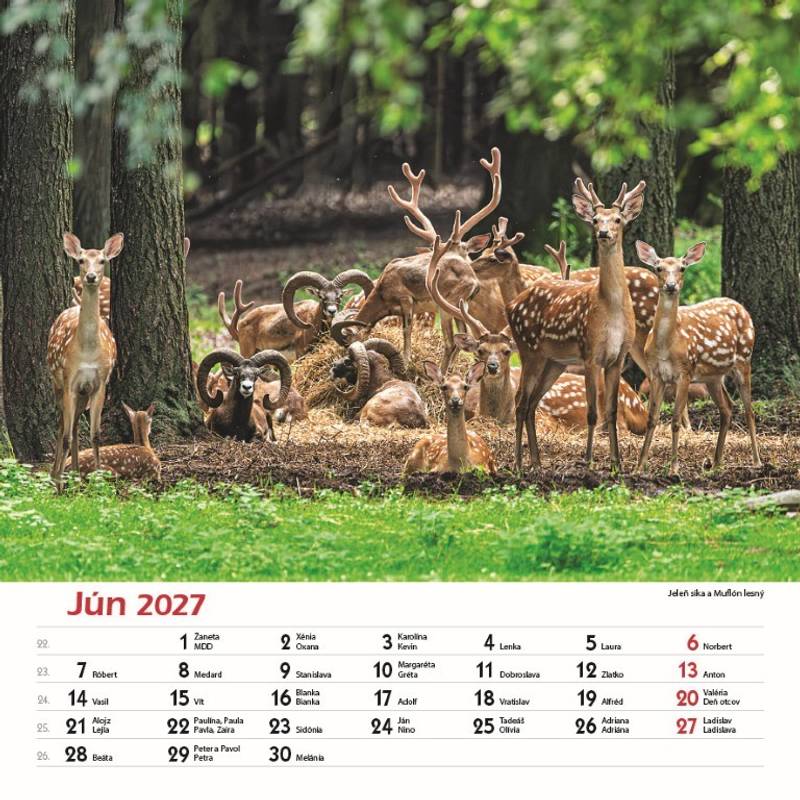 Nástenný kalendár Les a jeho príbehy 2027 Nástenný kalendár Les a jeho príbehy 2027